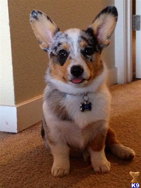 Cardigan Welsh Corgi stud dog