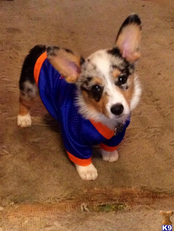 Cardigan Welsh Corgi stud dog