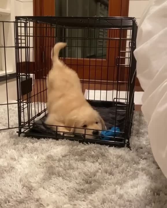 Golden Retriever puppy for sale: Error: Operation returned an invalid status code BadRequest<br/>Stack Trace:    at Microsoft.Azure.CognitiveServices.Vision.ComputerVision.ComputerVisionClient.<DescribeImageInStreamWithHttpMessagesAsync>d__41.MoveNext()
--- End of stack trace from previous location where exception was thrown ---
   at System.Runtime.ExceptionServices.ExceptionDispatchInfo.Throw()
   at System.Runtime.CompilerServices.TaskAwaiter.HandleNonSuccessAndD