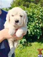 golden retriever puppy posted by wandong11