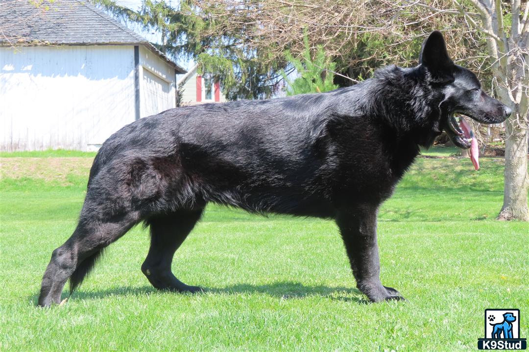 a black german shepherd dog running in a yard