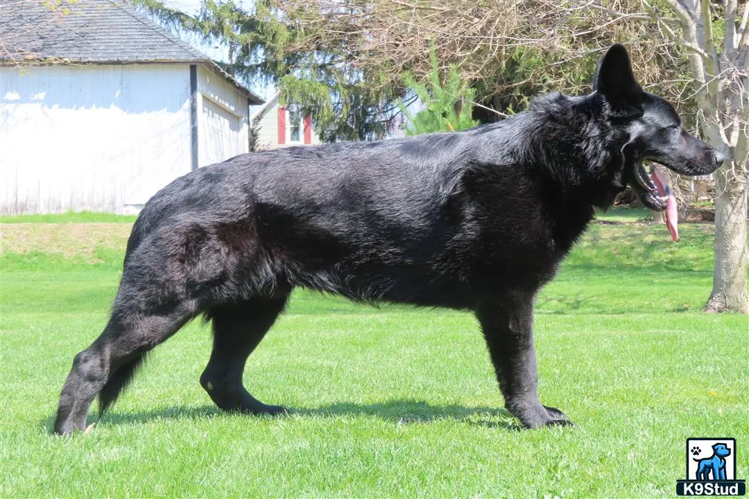 German Shepherd stud dog: a black german shepherd dog running in a yard