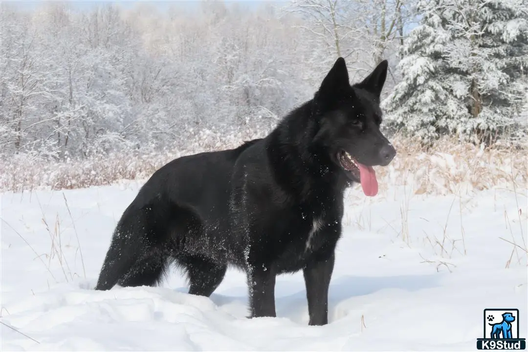 German Shepherd stud dog: a black german shepherd dog standing in the snow
