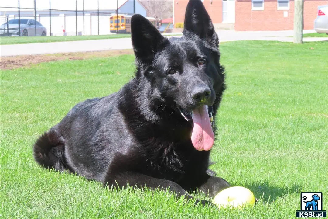 German Shepherd stud dog: a german shepherd dog lying in the grass