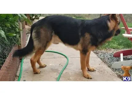 German Shepherd