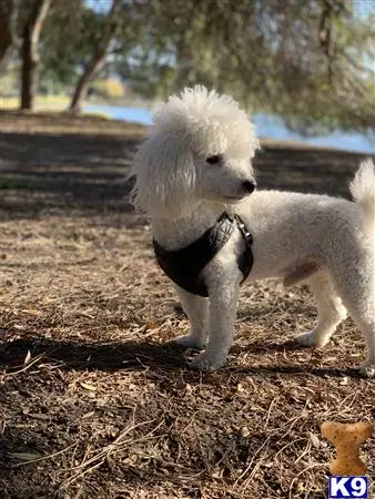 Poodle stud dog