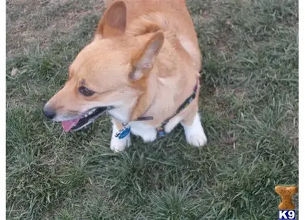 Pembroke Welsh Corgi female dog: Tan and white Pembroke Welsh Corgi standing on green grass