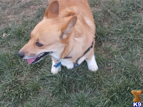 Pembroke Welsh Corgi female dog: Tan and white Pembroke Welsh Corgi standing on green grass