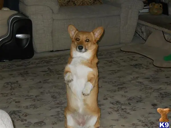 Pembroke Welsh Corgi female dog: Tan and white Pembroke Welsh Corgi standing on hind legs indoors