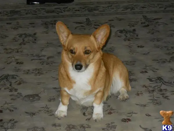 Pembroke Welsh Corgi female dog: Tan and white Pembroke Welsh Corgi sitting on a patterned rug
