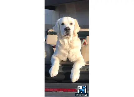 a golden retriever dog sitting in a car