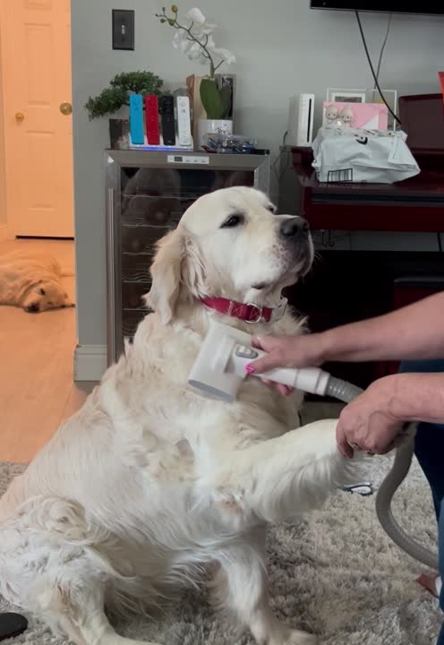 Golden Retriever stud dog: Error: Operation returned an invalid status code BadRequest<br/>Stack Trace:    at Microsoft.Azure.CognitiveServices.Vision.ComputerVision.ComputerVisionClient.<DescribeImageInStreamWithHttpMessagesAsync>d__41.MoveNext()
--- End of stack t