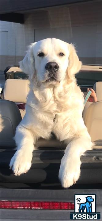 a golden retriever dog sitting in a car