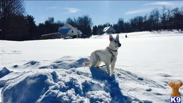 German Shepherd