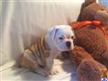English Bulldog