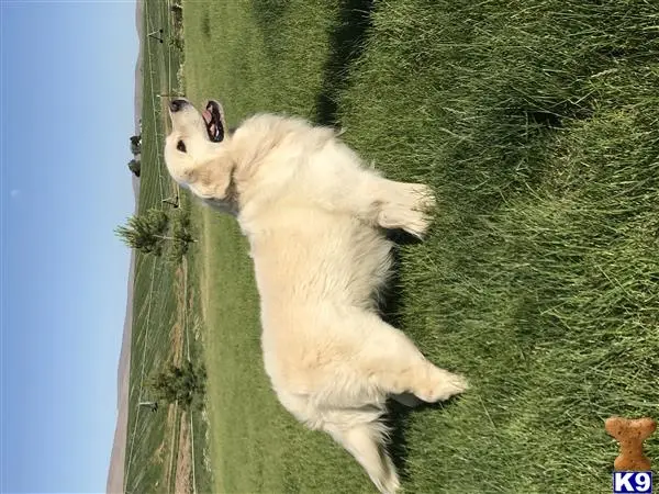 Golden Retriever stud dog