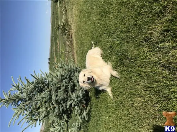 Golden Retriever stud dog