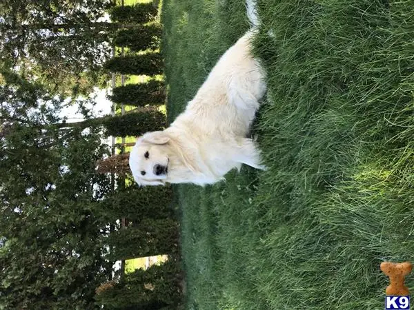 Golden Retriever stud dog