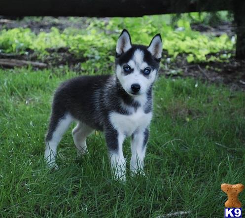 Siberian Husky puppy for sale