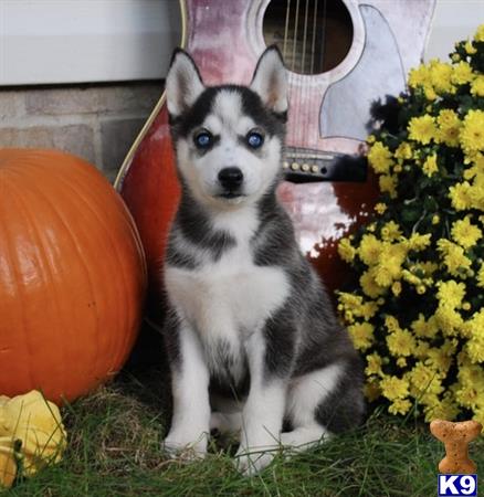 Siberian Husky puppy for sale