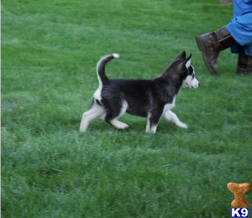 Siberian Husky puppy for sale