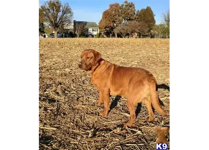 Labrador Retriever stud dog: a labrador retriever dog standing in a field