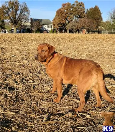 Labrador Retriever stud dog: a labrador retriever dog standing in a field