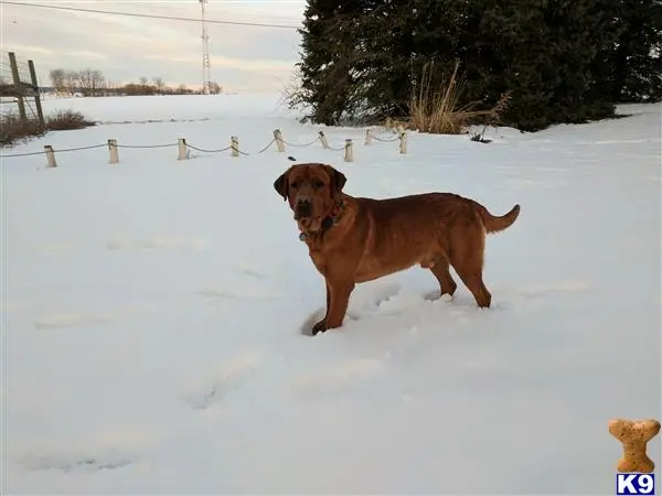 Labrador Retriever stud dog: a labrador retriever dog standing in the snow