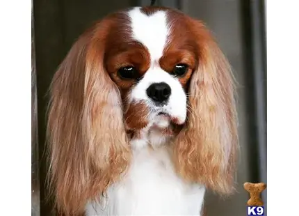 Cavalier King Charles Spaniel