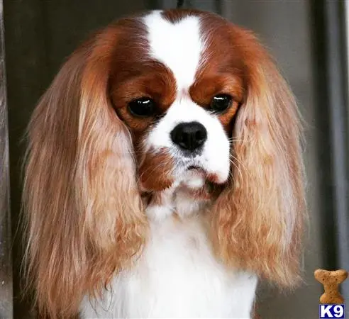 Cavalier King Charles Spaniel