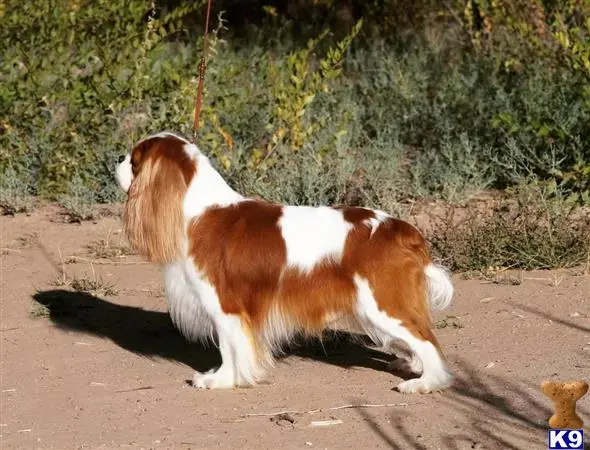 Cavalier King Charles Spaniel stud dog