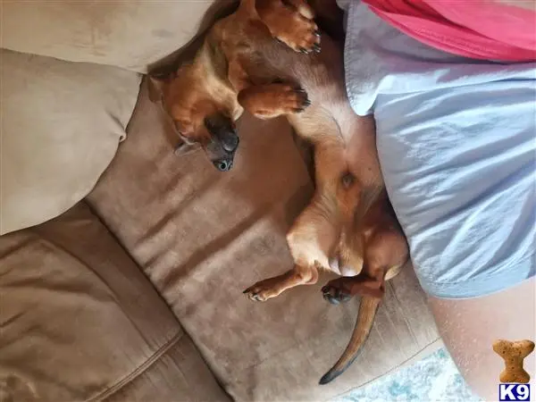 Dachshund stud dog