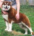 alaskan malamute puppy posted by wcmalamutes