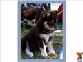 alaskan malamute puppy posted by wcmalamutes