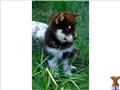 alaskan malamute puppy posted by wcmalamutes