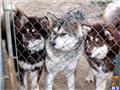 alaskan malamute puppy posted by wcmalamutes