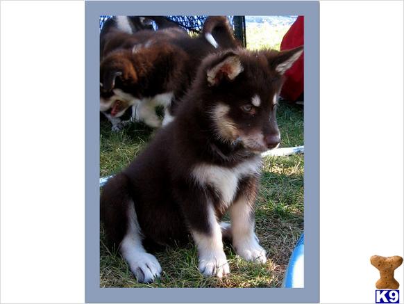 Alaskan Malamute