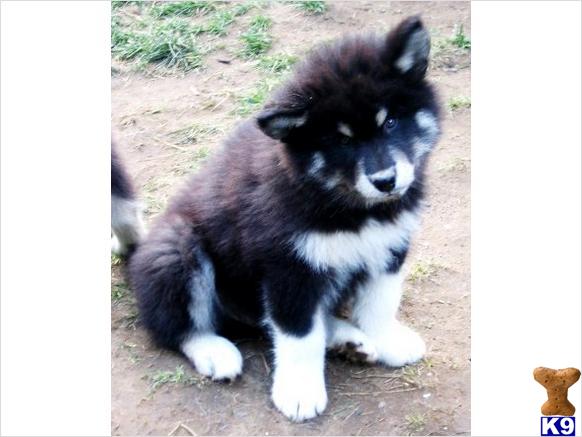 Alaskan Malamute