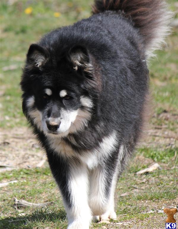 Alaskan Malamute