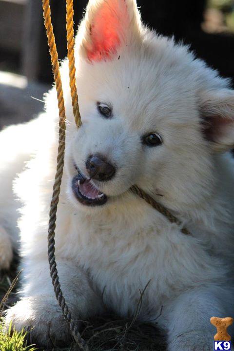 Alaskan Malamute