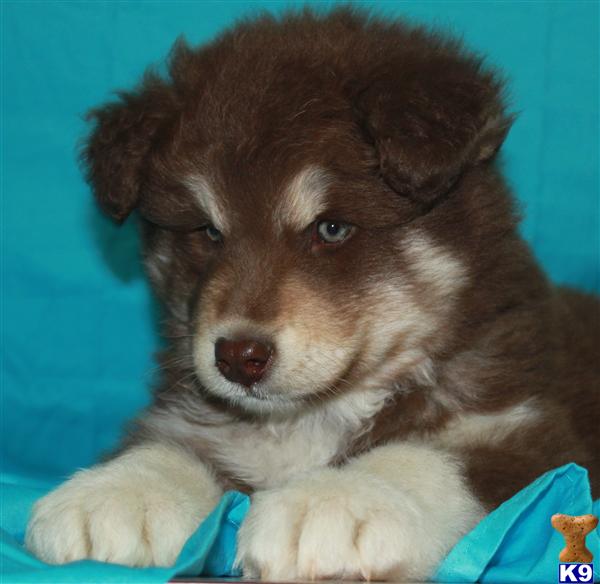 Alaskan Malamute