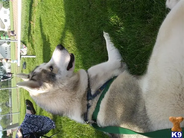 Siberian Husky stud dog