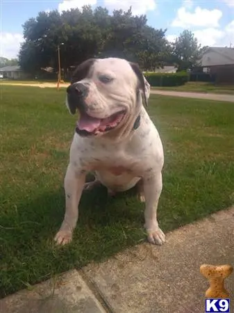 American Bulldog stud dog