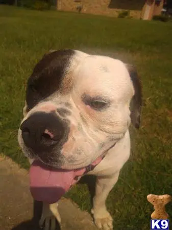 American Bulldog stud dog