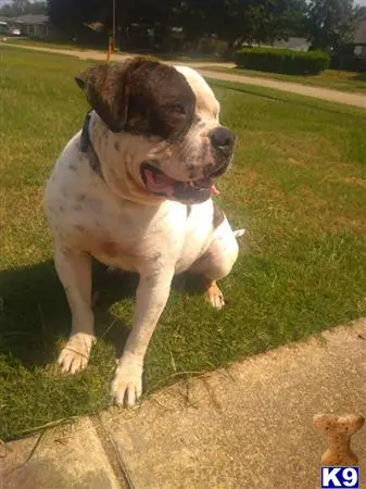 American Bulldog stud dog