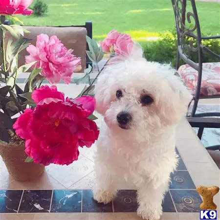 Bichon Frise female dog