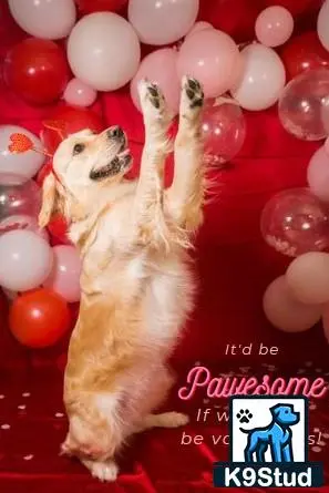 Golden Retriever female dog: Golden Retriever standing on hind legs among pink balloons