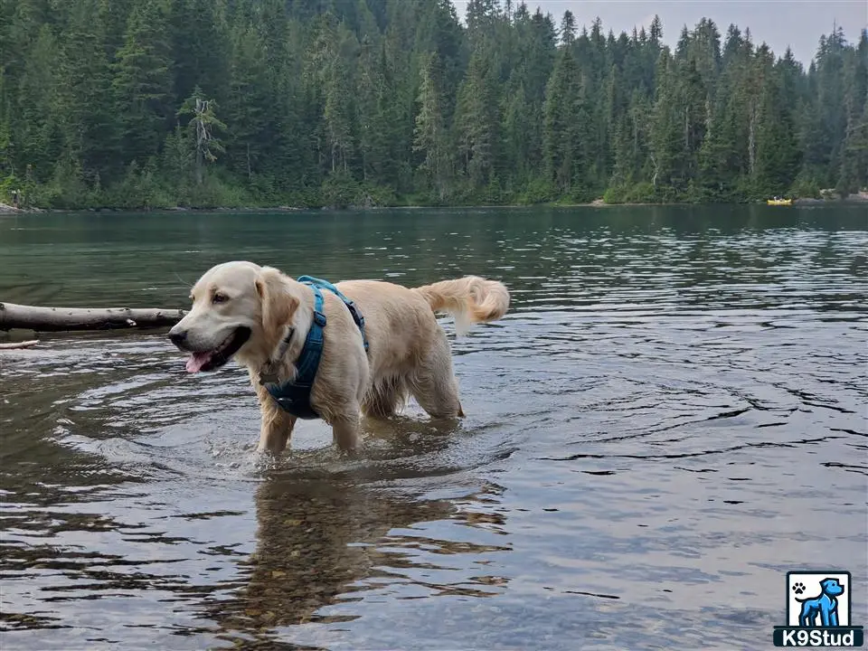 Golden Retriever female dog: Golden Retriever wading in a lake surrounded by trees