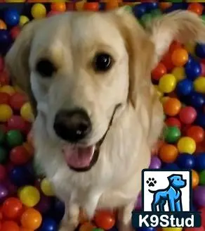 Golden Retriever female dog: Golden Retriever smiling among colorful plastic balls