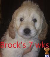 Goldendoodles